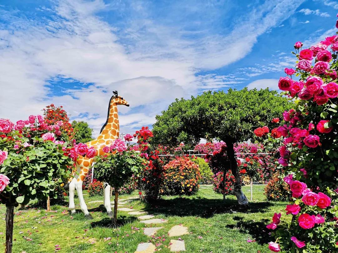 周末去哪兒？麗江這里花開成海，把園區(qū)打造成湖濱公園景區(qū)快來打卡！