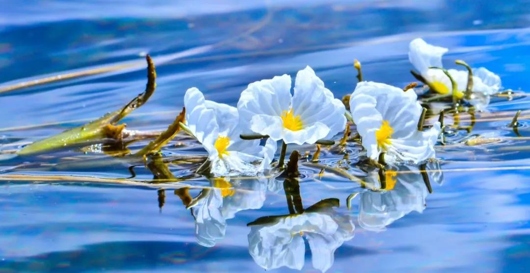 糟糕！瀘沽湖的“水性楊花”，讓我有了心動(dòng)的感覺！