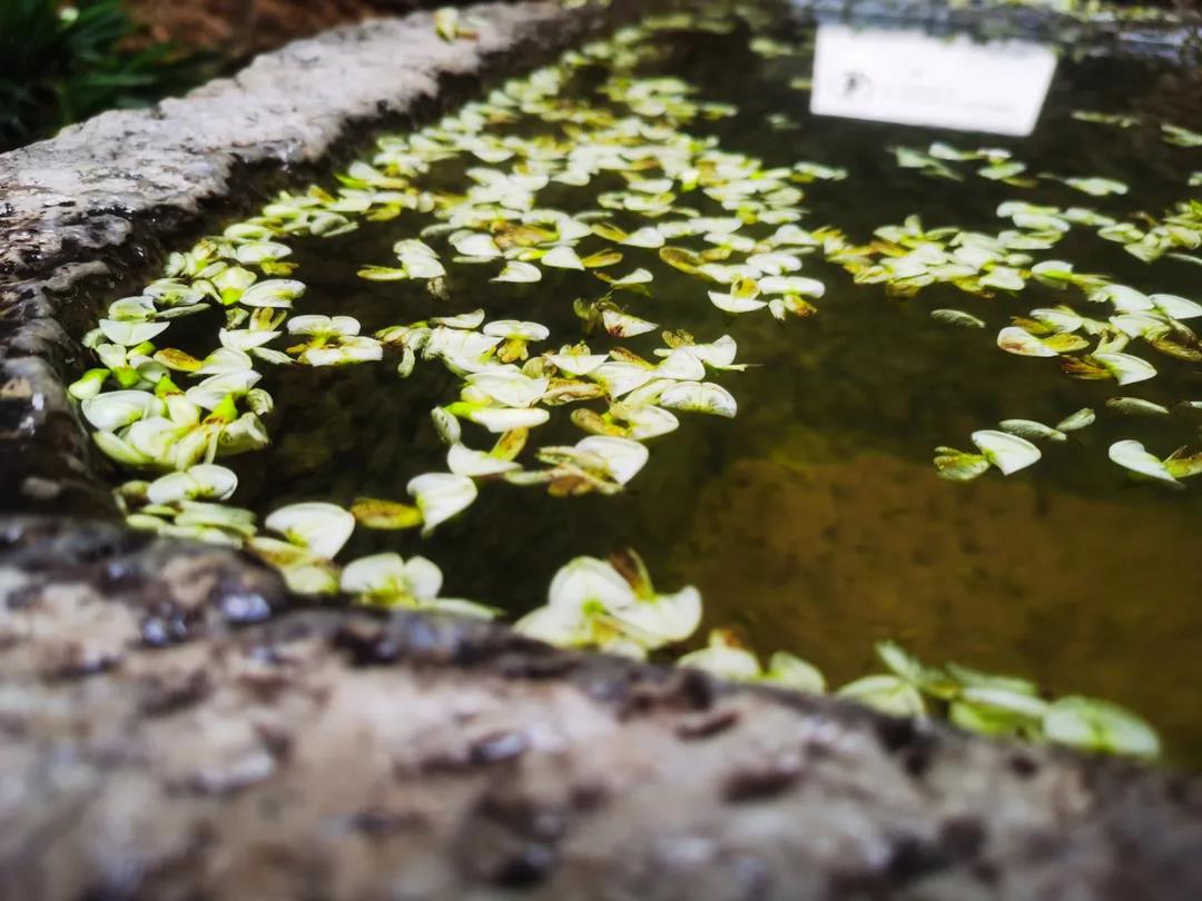 門前老槐又開花，七月來麗江古城這座百年老宅賞花聽雨