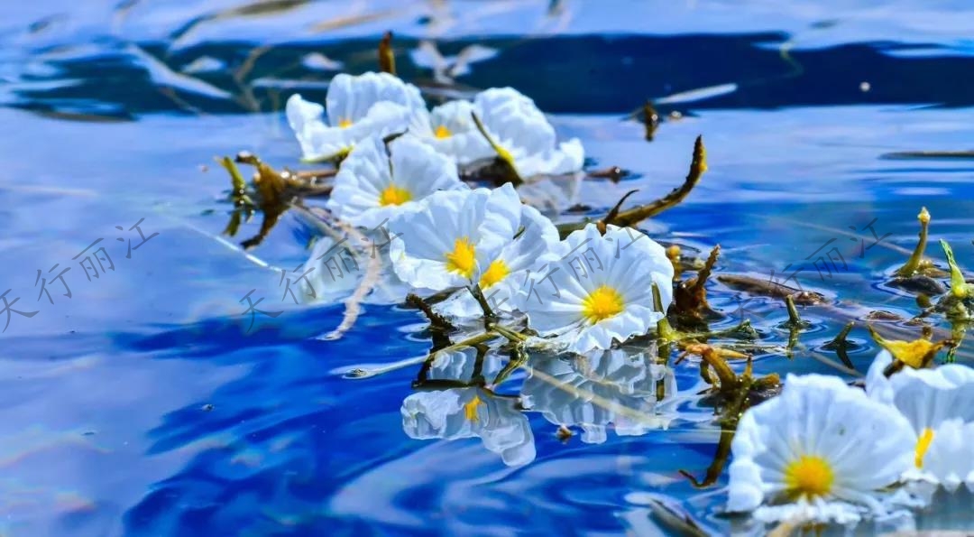 這個(gè)夏天一定要來麗江，看一次“水性楊花”