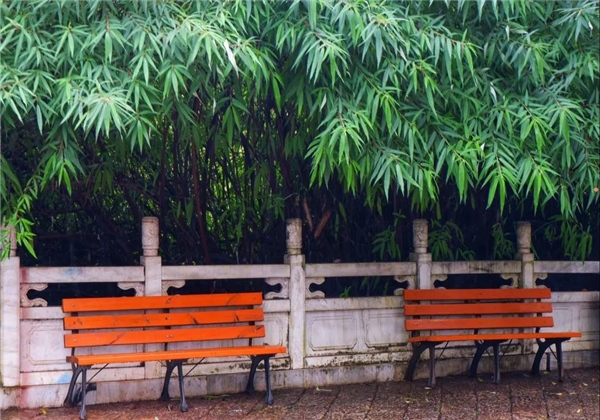 煙雨繚繞，黑龍?zhí)杜c詩平分秋色