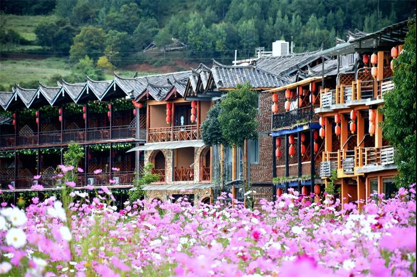 格桑花