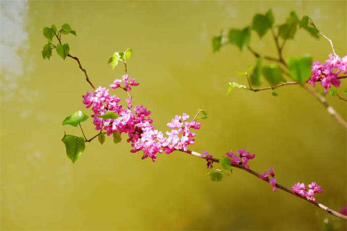 我在麗江的冬天，想念四季在公園閑逛的模樣