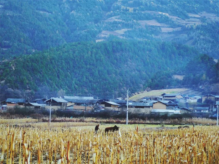 麗江特色節(jié)日：“殺年豬”對麗江人來說有多重要？