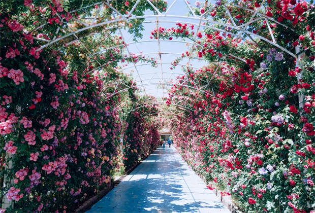 麗江的“莫奈花園”，盛開了
